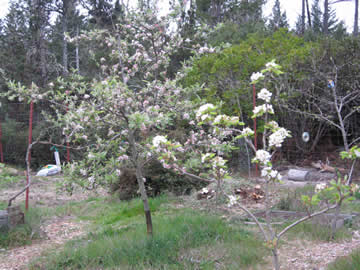 Braeburn apple, Rescue pear in bloom