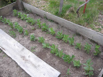 fava bean plants in spring