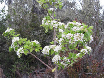 highland pear bloom