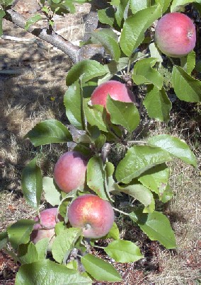 fuji apples