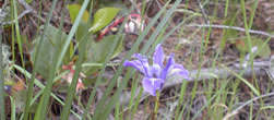 native iris
